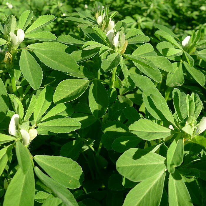 Fenugreek plants